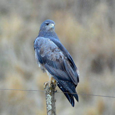 Black-Chested Buzzard Eagle